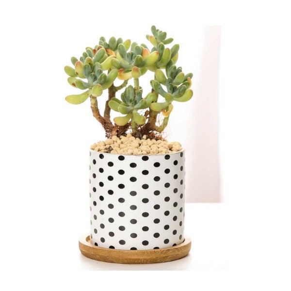 B&W Planters Set of 3 - Summer at Payton's Online Boutique